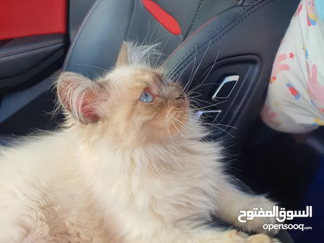 Himalayan, Ragdoll cat's