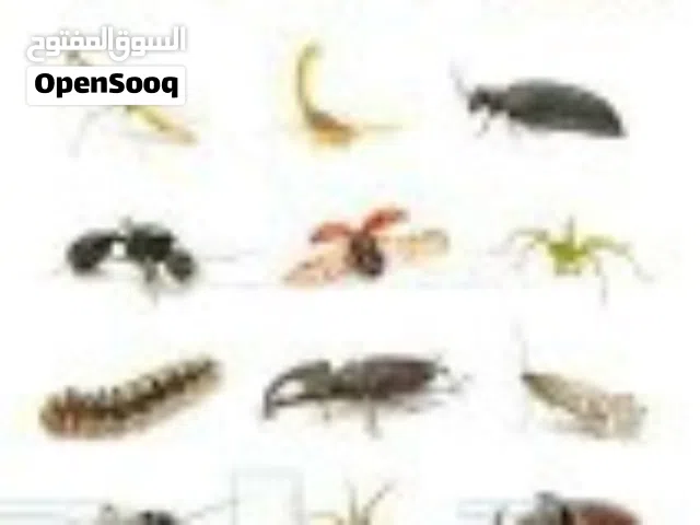 رش مبيدات ومكافحته الحشرات
