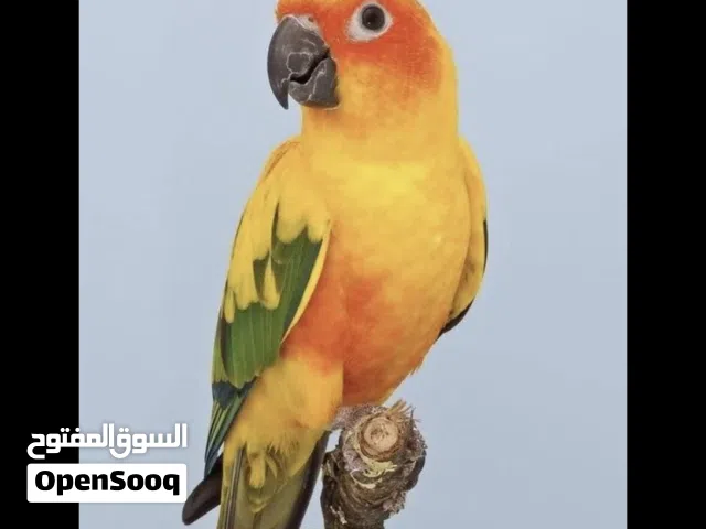 مطلوب صن كنيور للتبني