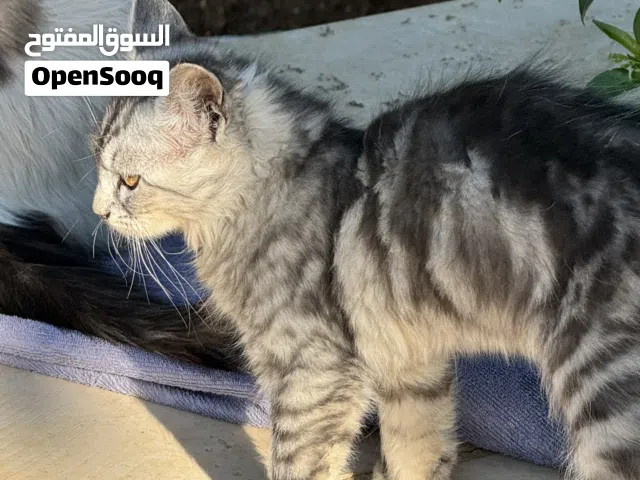 قطة سيلفر تابي أنثى عمر شهرين للبيع