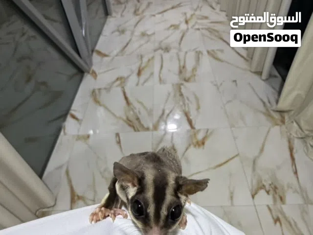 Sugar glider