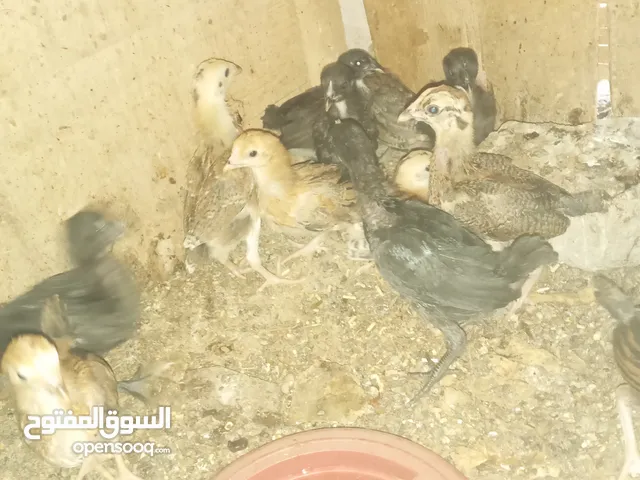 افراخ دجاج عرب
