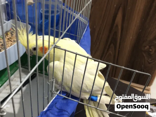 عصفور كوكتيل
