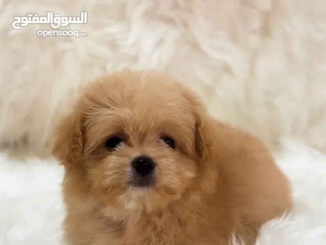 Teacup Maltipoo