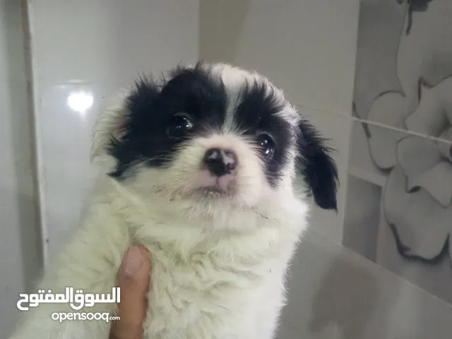 جرو جريفون 45يوم ام الاماني واب فرنساوي نتايا