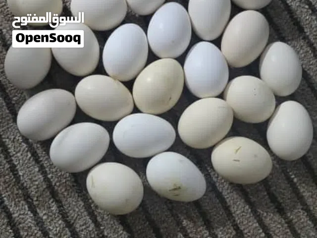 بيض دجاج عربي