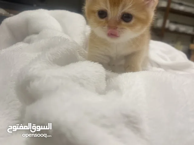 Pretty little baby boy BSH