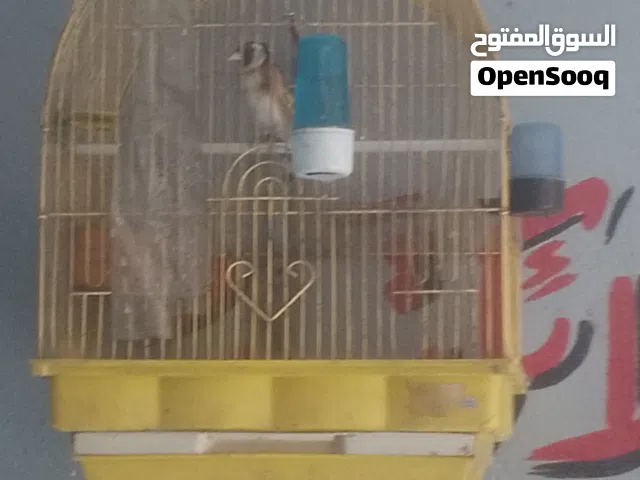 الله يبارك لصاحب النصيب حسون للبيع بداعي السفر