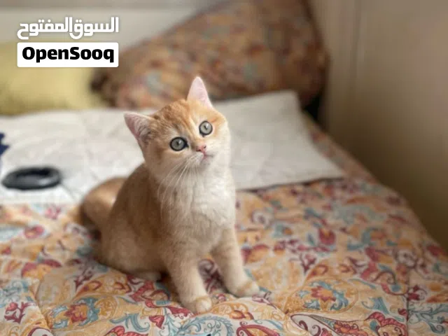 للبيع نثيه عمرها ثلاث شهور نظيفه و لعوبه و اهلها مسجلين آخر وحده بنص السعر