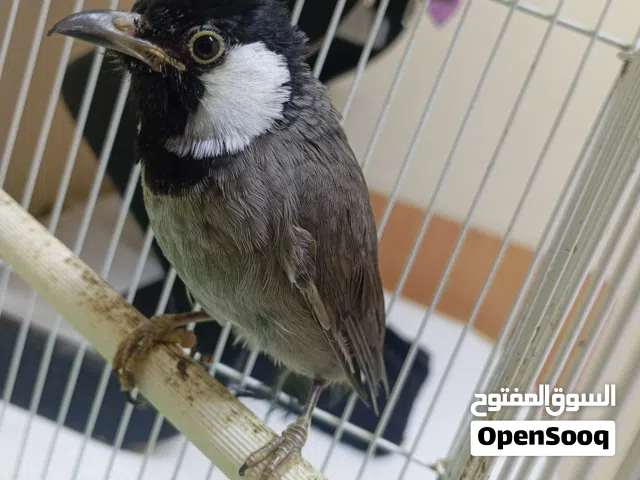 للبيع بلبول بحريني اليف