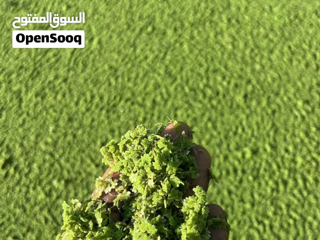 ازولا نبات