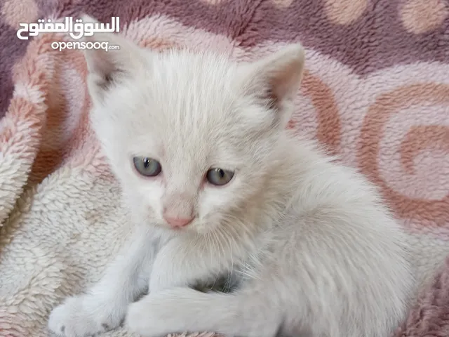 قط للبيع نوع نص إنجورا ونص شرازي