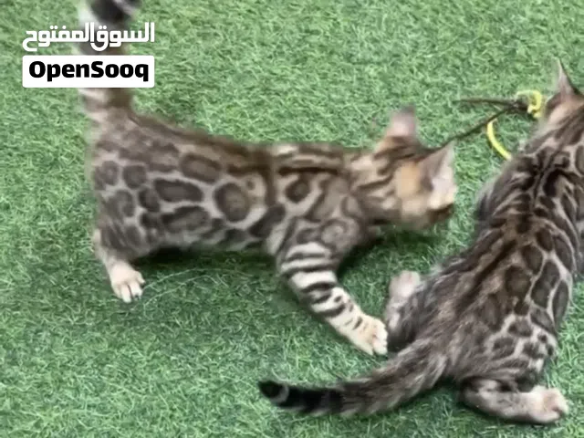 قطط البنغال