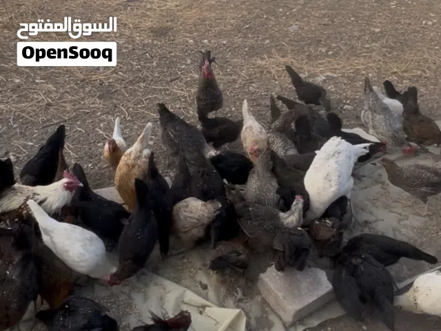 يتوفر جاج بلدي للبيع