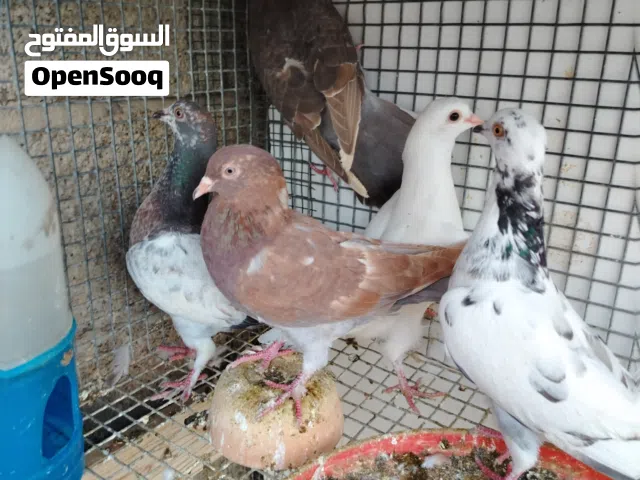 حمام عربي مجموعة