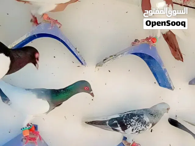14 طير كش نخب  مخاليف  عمرهم اقل من سنه