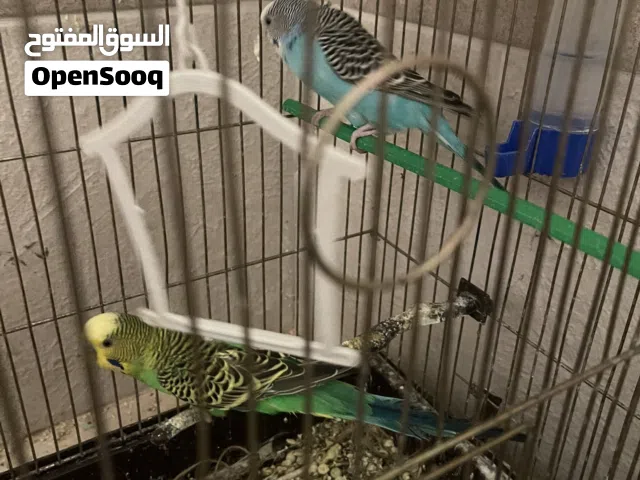 عصافير حب انتاج قوي مع قفص