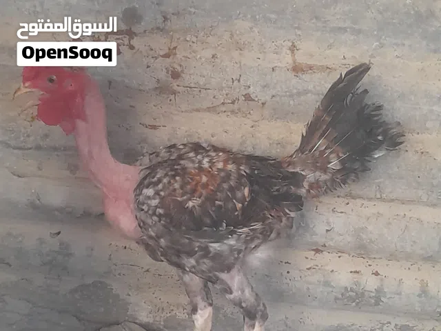 ديك ورد الباگله