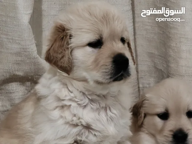 Gorgeous Golden Retriever Puppies Available