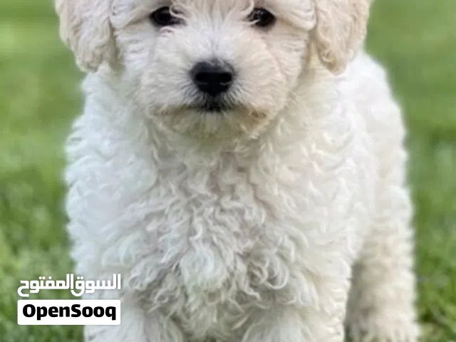 Healthy poodle available