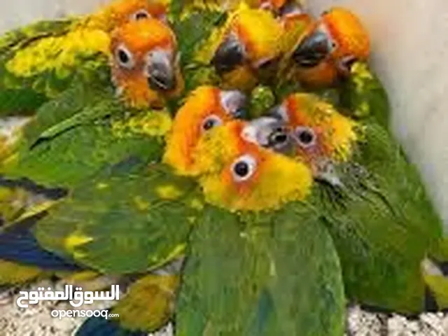مطلوب ببغاء صن كنيور فرخ للتبني او بسعر معقول( أرجو التواصل ع الواتساب