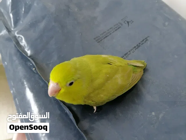 Parrotlet babi... Homebreed