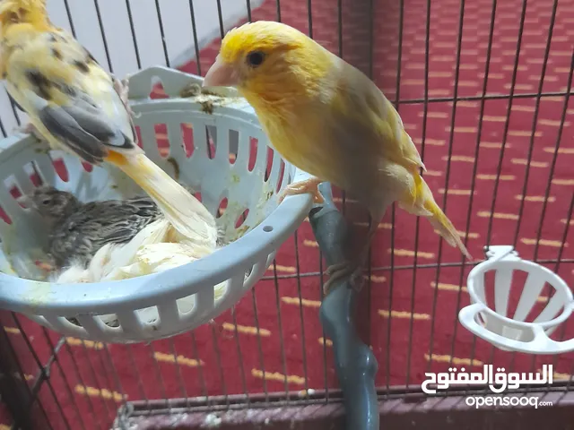 طيور داخل المفرق للبيع شوف الوصف