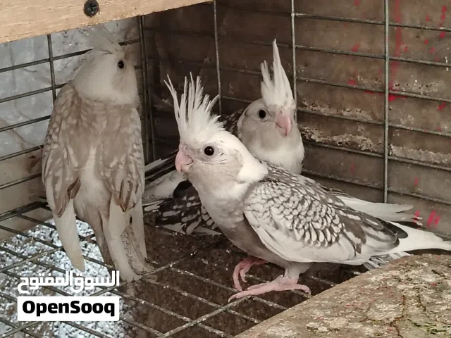 افراخ كوكتيل
