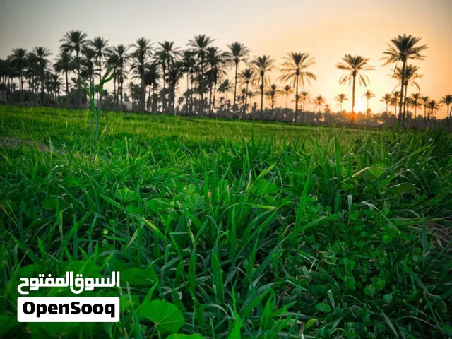 مستعدون لزراعت الحدائق المنزليه