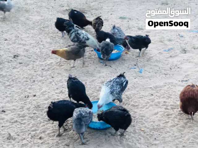 السلام عليكم متوفر دجاج للبيع