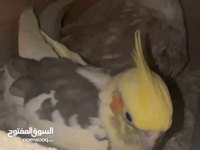 طيور كوكتيل