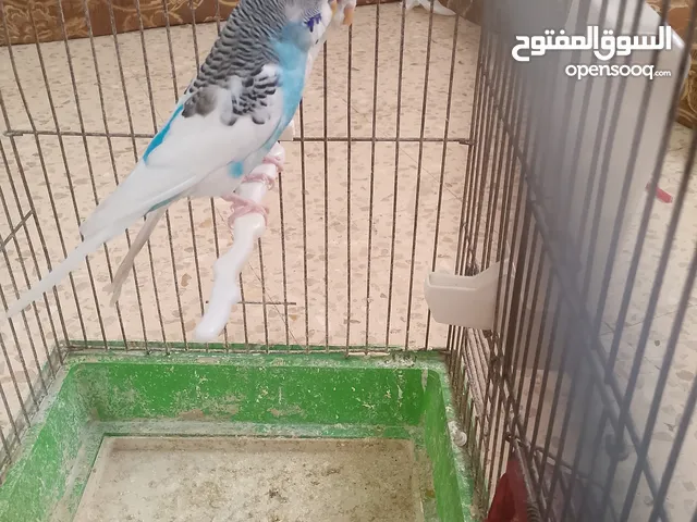 طيور حب مشكل