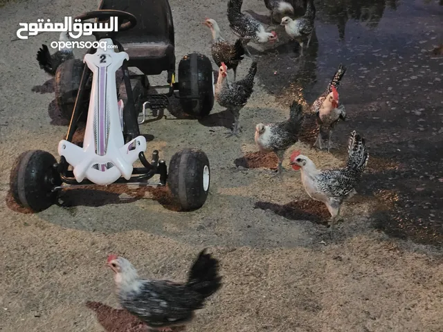 للبيع دجاج فيومي