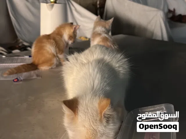 قطط للتبني