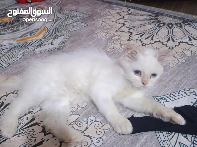 قطة هملايا عمر 3 اشهر مع ملحقات