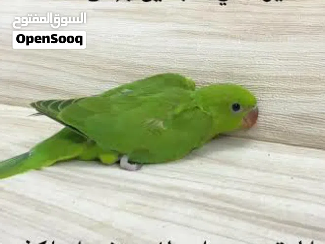 مطلوب فرخ درة