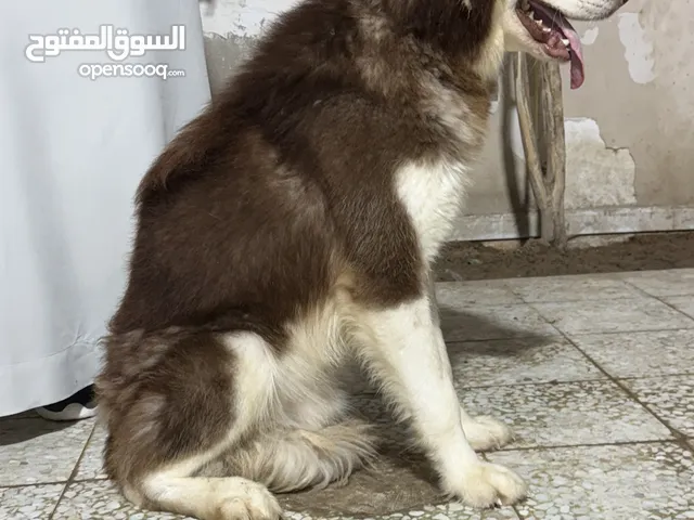 ذكر مالموت هاسكي