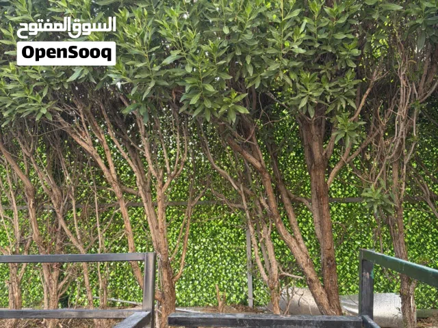 Unfurnished Yearly in Farwaniya Jleeb Al-Shiyoukh