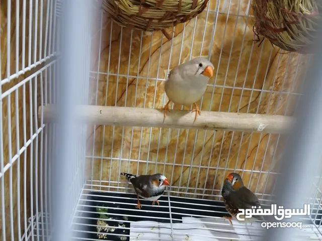 سلام عليكم زوج فناجس وتك سعرهن 15 الف