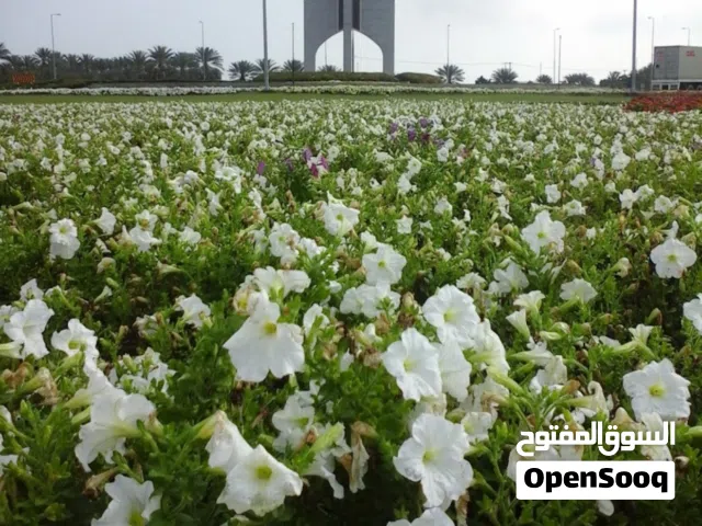 مطلوب شريك ممول 30.000 مدة عام واحد مع وجود ضمان رهن عقاري واي ضمان يطلبه الممول