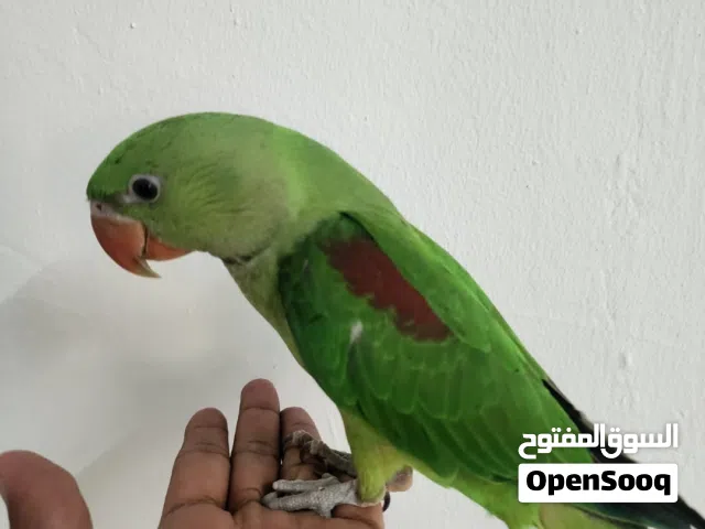.نيبالي العدد2....
