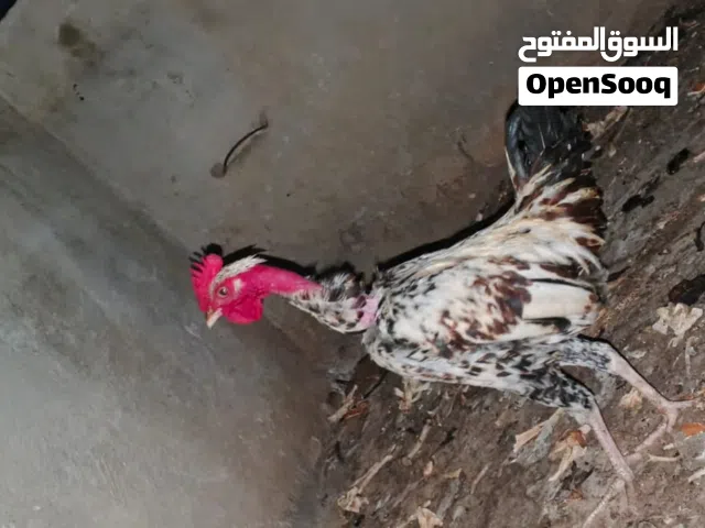 دجاج للبيع
