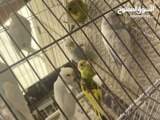 عصافير للبيع المستعجل