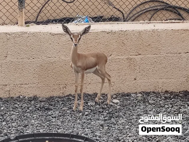 غزال الديماني ذكر للبيع