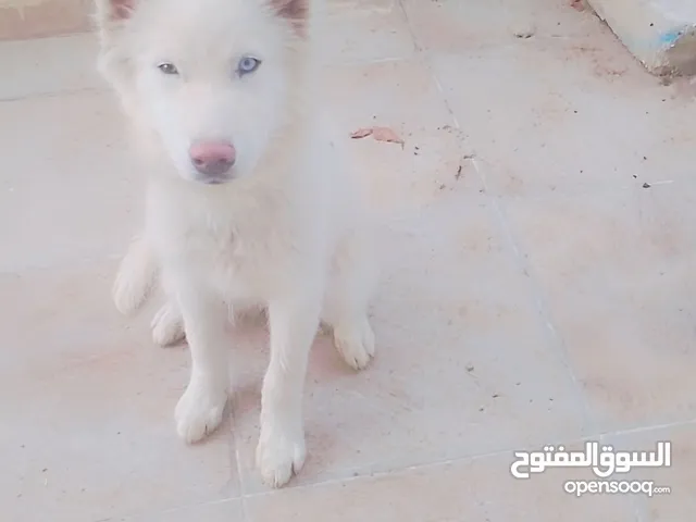 هاسكي مالموت بسعر مغري