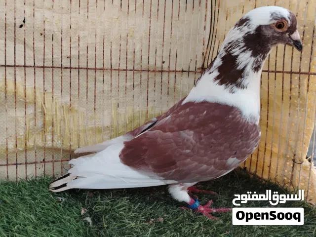 حمام لاحم الوزان