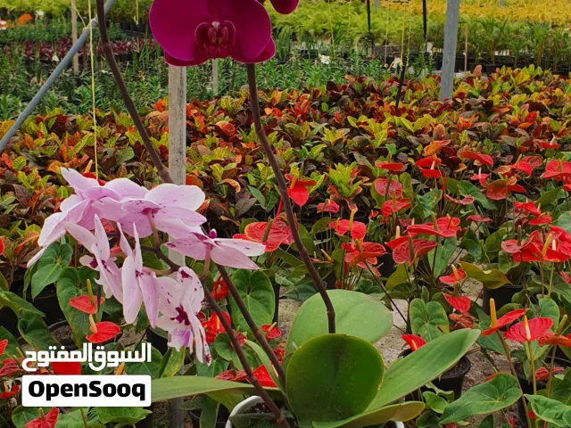 Premium Indoor Plants - Wholesale & Retail