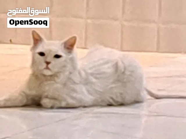 للتبني مجانا قط شيرازي ذكر 4 سنوات