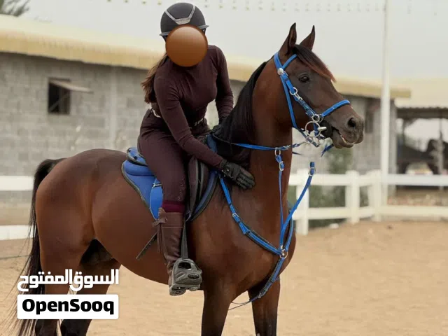 5 Year Old Arabian