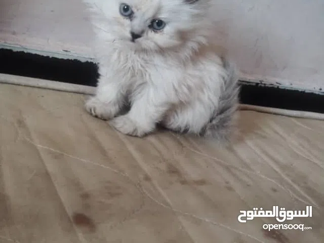 قطط لي بيع تعز يوجود خدمات توصل